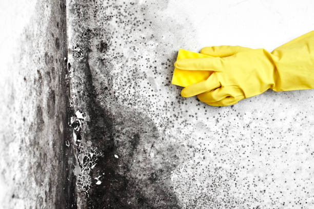 Best Fast Mold Removal  in Carbondale, CO