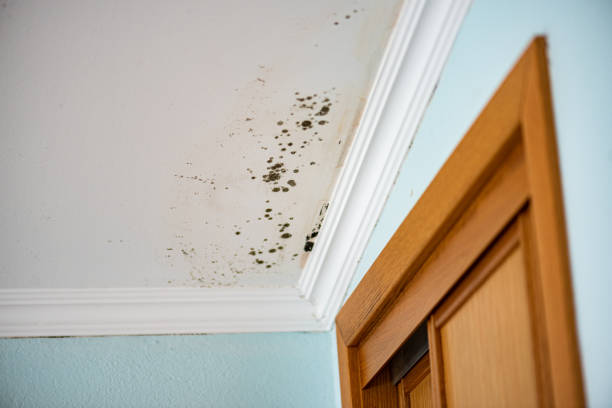 Carbondale, CO Mold Removal Company