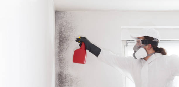 Best Mold Damage Repair  in Carbondale, CO