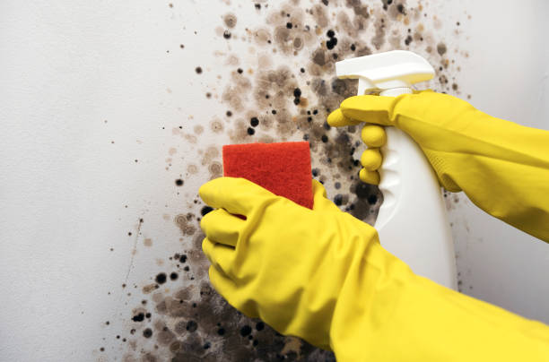 Best Toxic Mold Removal  in Carbondale, CO