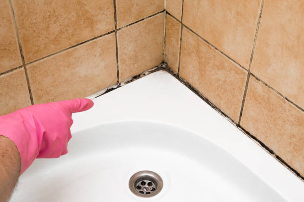 Best Certified Mold Removal  in Carbondale, CO